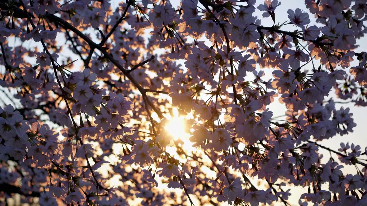 Backlit cherry blossoms with sunlight peeking through, captured from a low angle