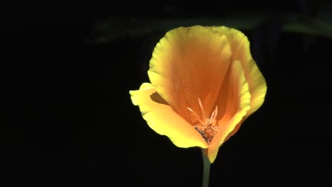 a single yellow flower gently sways in the breeze, close up and a dark background