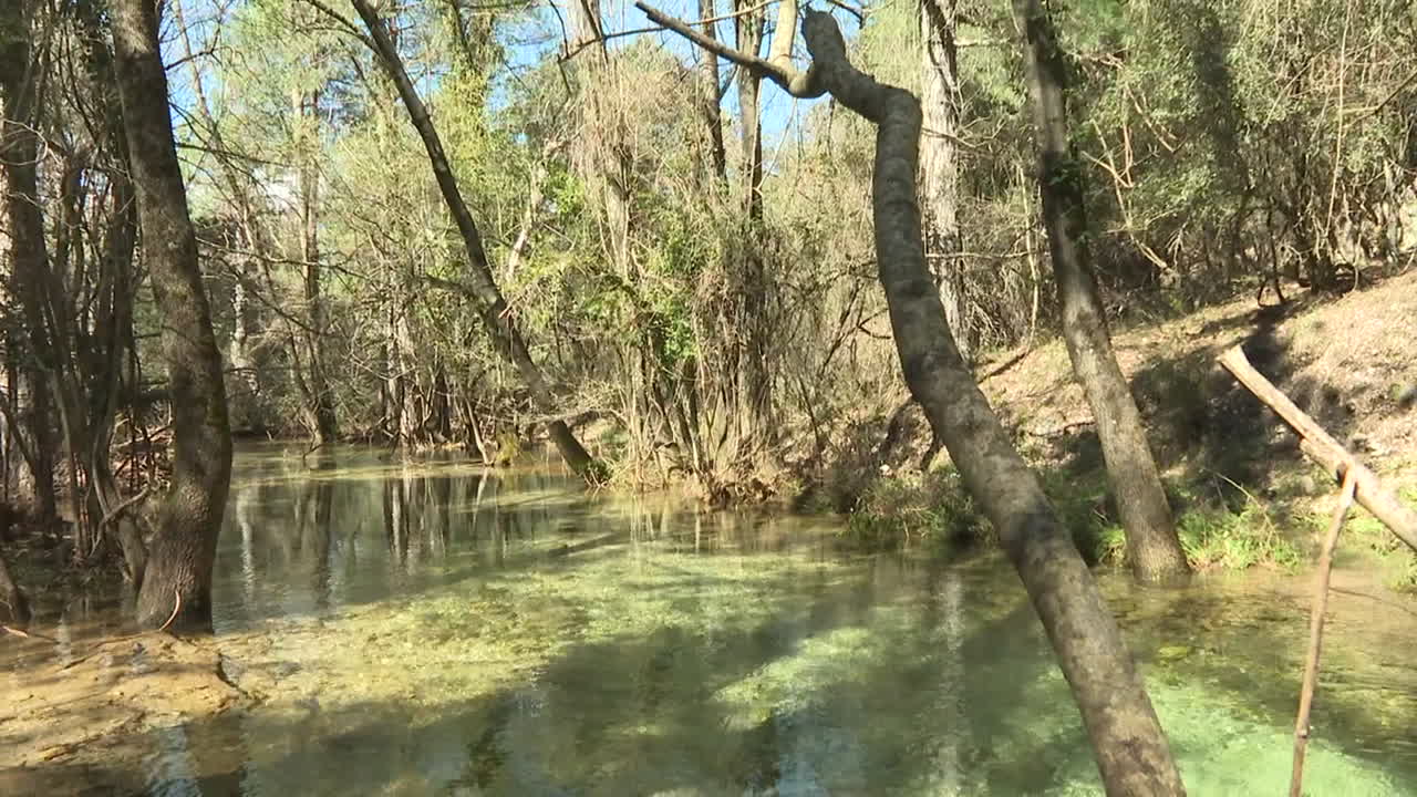 Crystal-Clear Spring-Fed Creek in a Lush Forest