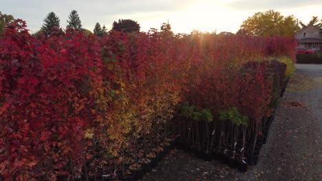 aerial rising shot over tree nursery in neighborhood at sunset in canada