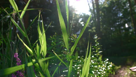 Sun-rays-make-their-way-through-foliage-of-trees-in-forest-sunny-day