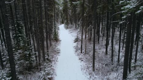 Camino-De-Bosque-De-Pinos-Con-Nieve-Alta-De-Cerca