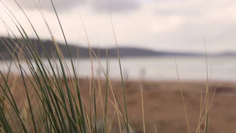 grass swaying near the ocean shore