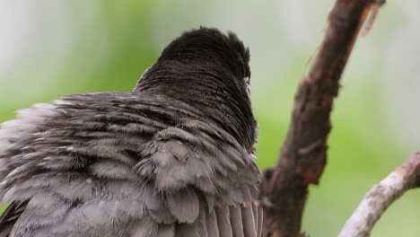 portrait from behind of american robin preening feathers