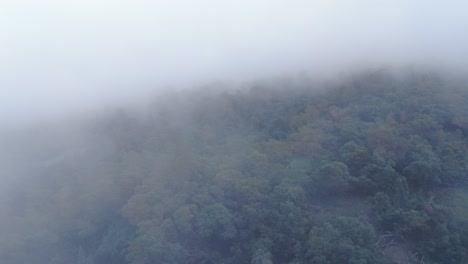 Coastal-fog-rolling-through-the-Kula-Forest-in-Polipoli,-Maui