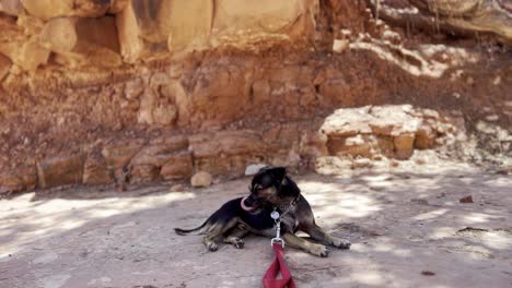 Cute-small-dog-is-lying-in-shades-during-hot-sunshine-day,-having-a-leash-around-his-neck,-capture-location-Cathedral-Rock,-natural-sandstone-in-Sedona,-Arizona