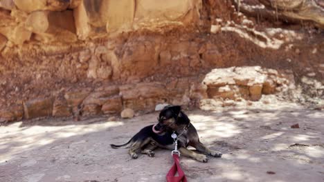 un pequeño perro lindo está acostado en las sombras durante un día soleado caliente, con una correa alrededor de su cuello, capturar la ubicación de la catedral de roca, piedra arenisca natural en sedona, arizona