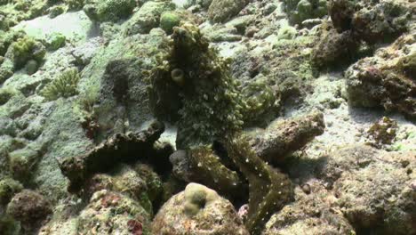 octopus-moves-from-coral-block-to-the-next-searching-for-prey