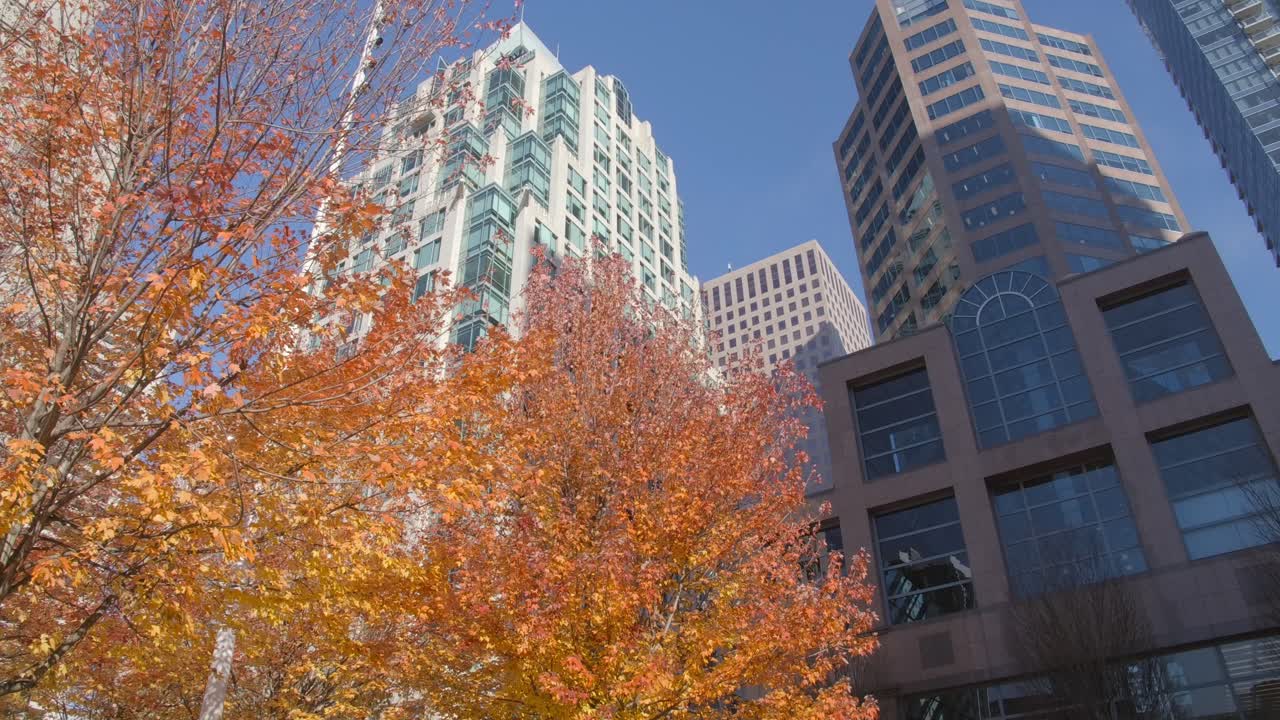 árboles con follaje de otoño en el centro de vancouver, bc, canadá