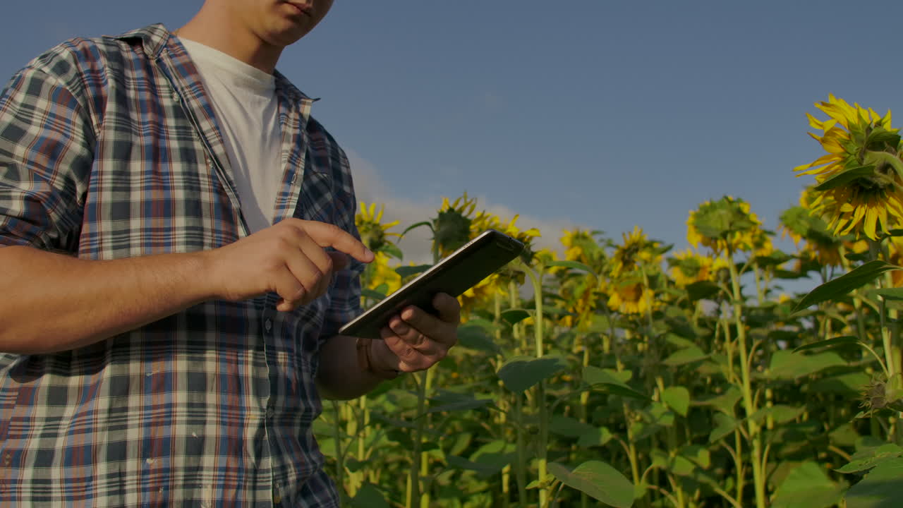 um jovem está caminhando por um campo com girassóis em um dia de verão e escreve suas propriedades em seu tablet eletrônico.
