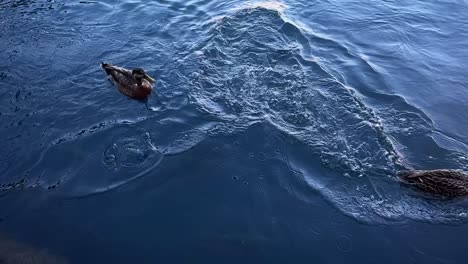 Slow-motion-of-farmed-salmon-tackling-ducks-who-try-to-steal-their-food