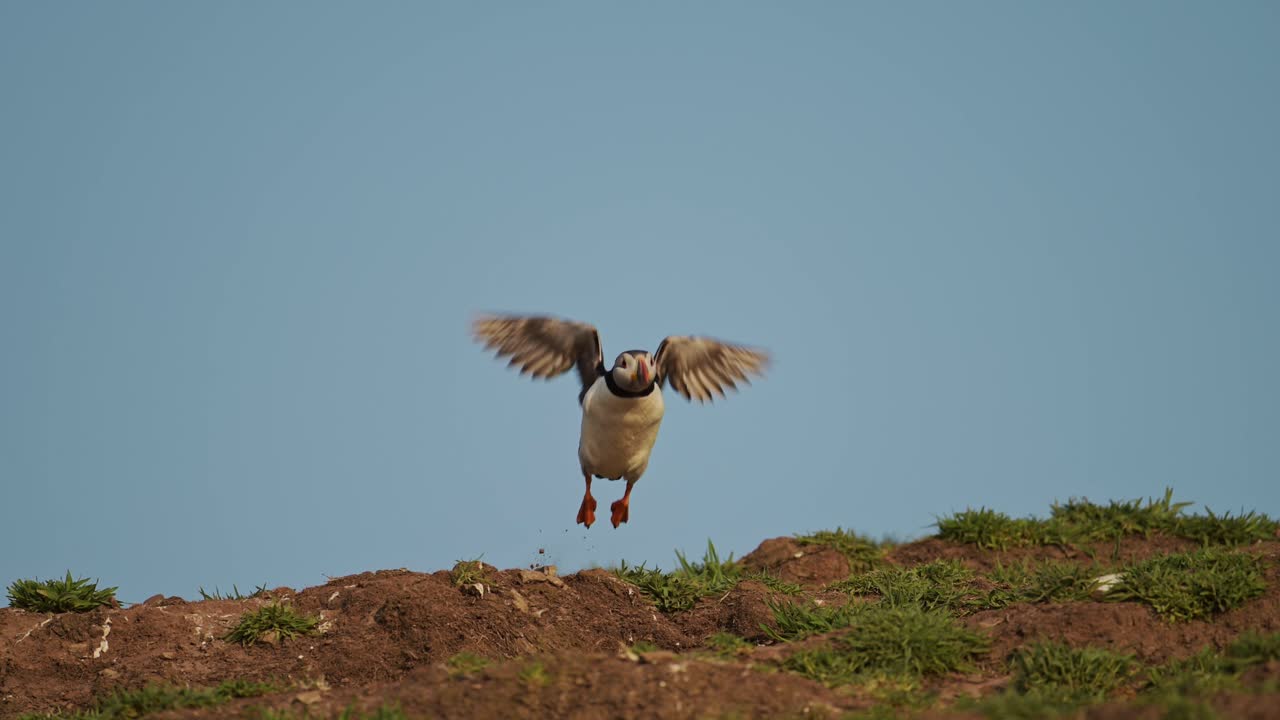 Puffin Flying and Taking Off from Burrow on Skomer Island, Atlantic Puffins in Flight Leaving its Nest on Skomer Island, UK Birds and Wildlife