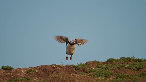 puffin flying and taking off from burrow on skomer island, atlantic puffins in flight leaving its nest on skomer island, uk birds and wildlife