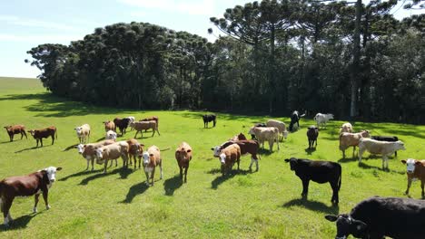 Grassland-field-with-juvenile-cattle-herd,-aerial-view