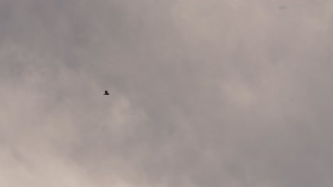 gaviota volando con nubes detrás