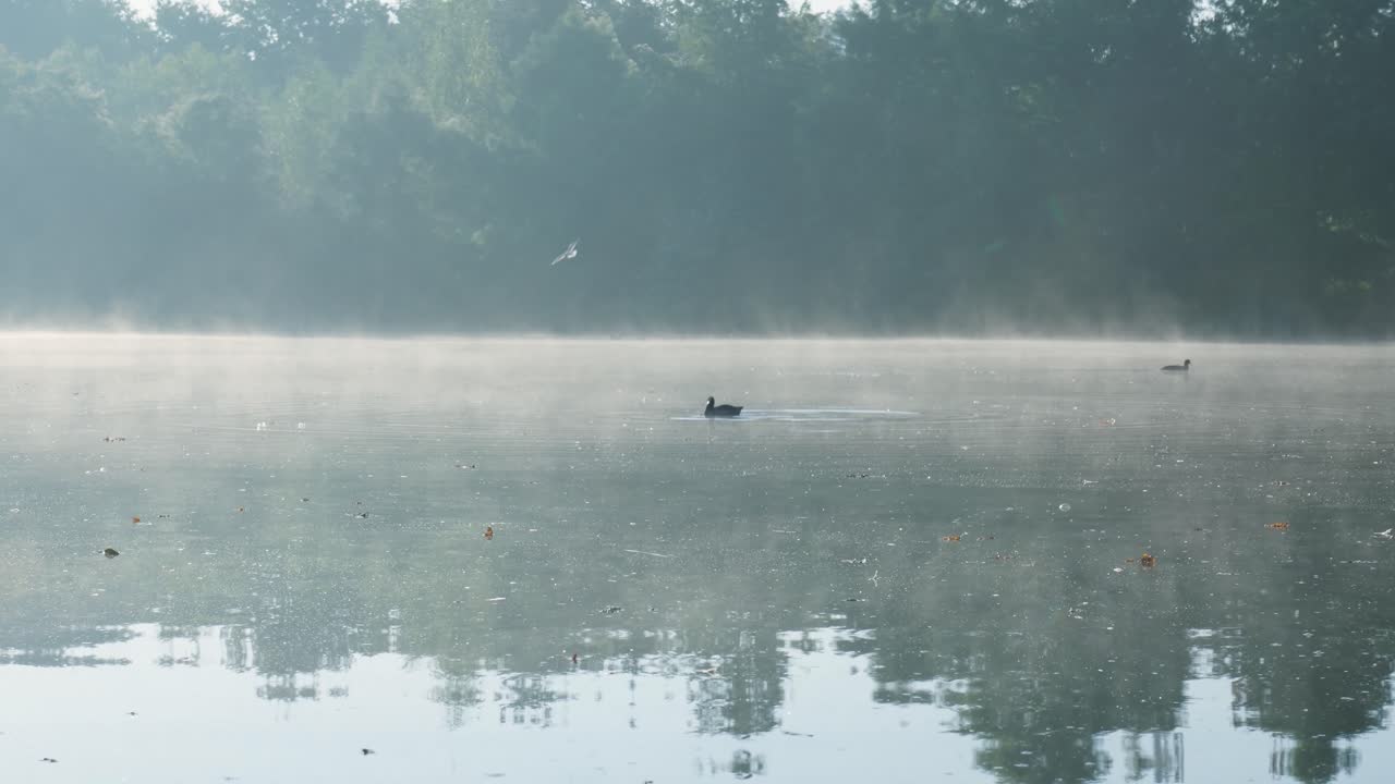 호수에 안개 낀 아침