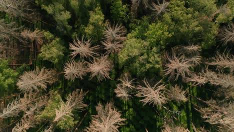 top drone shot of dead dry spruce forest hit by bark beetle disaster in czech countryside