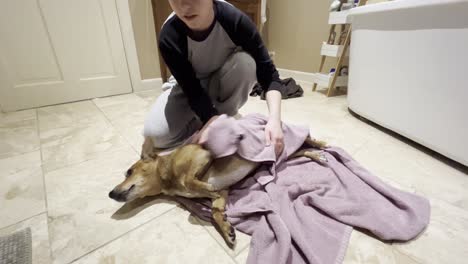 young female washing dog, extremely energetic dog going crazy when being dried off after going out for a long walk around the fields