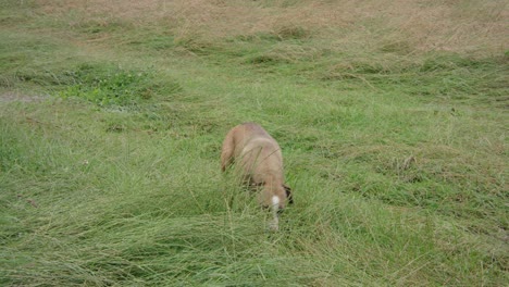 perro caminando por el campo verde y olfateando hierba de trigo, tiro de seguimiento