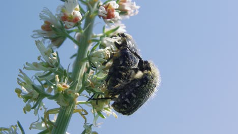 close up: two black and white carpet beetles mating on plant against blue sky