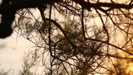 Sunset-in-a-real-and-peaceful-landscape,-the-sun-shining-in-warm-colors-behind-the-silhouette-of-a-beautiful-tree