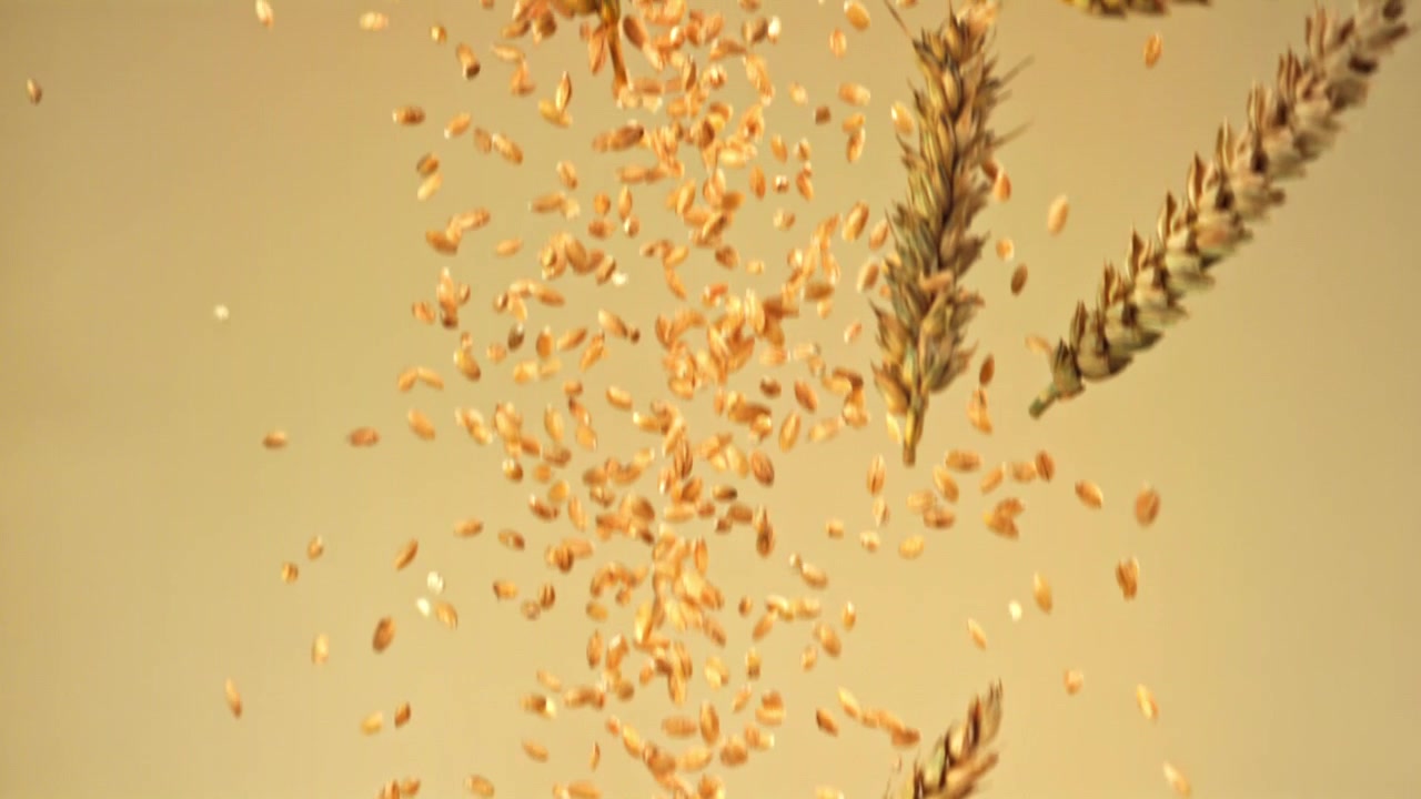 Chicchi di grano dorati e spighe che cadono al rallentatore