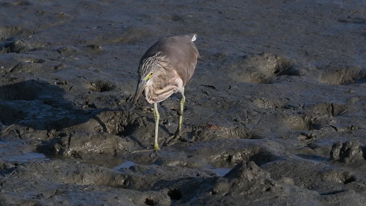 una de las garzas de estanque encontradas en tailandia que muestran diferentes plumajes según la temporada