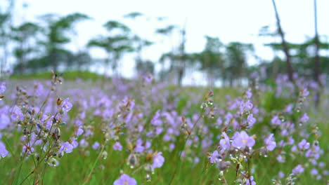 Jardín-De-Flores-De-Serpiente-Con-Cresta.