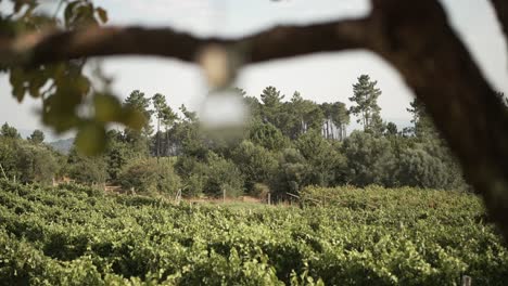 vista panorámica de un viñedo exuberante enmarcado por una rama de árbol, con árboles del bosque en el fondo