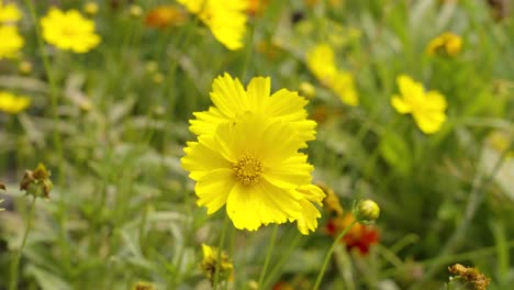 close-up of yellow cosmos flowers in a field
