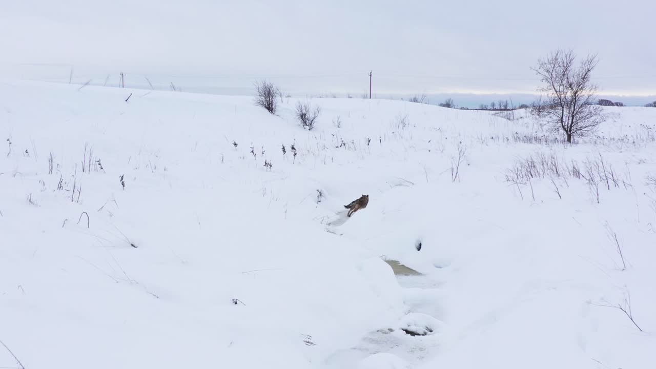 coyote running along frozen winter creek amazing aerial
