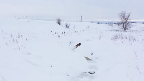 Kojote,-Der-Entlang-Des-Gefrorenen-Winterbachs-Läuft,-Erstaunliche-Antenne