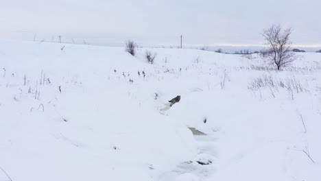 coyote running along frozen winter creek amazing aerial