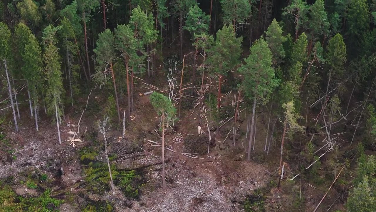 Aerial orbit of a lush green forest, showcasing clear signs of deforestation