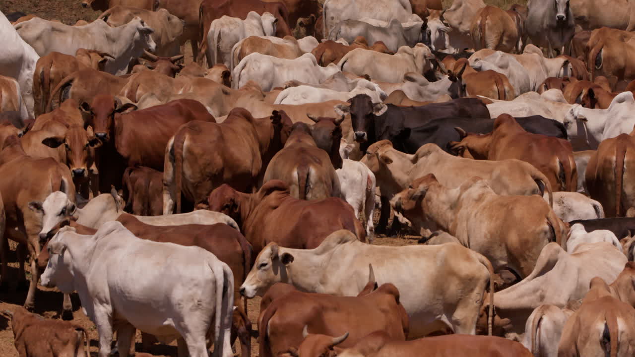 Panoramica ampia di un gruppo di bovini Boran raggruppati nelle pianure