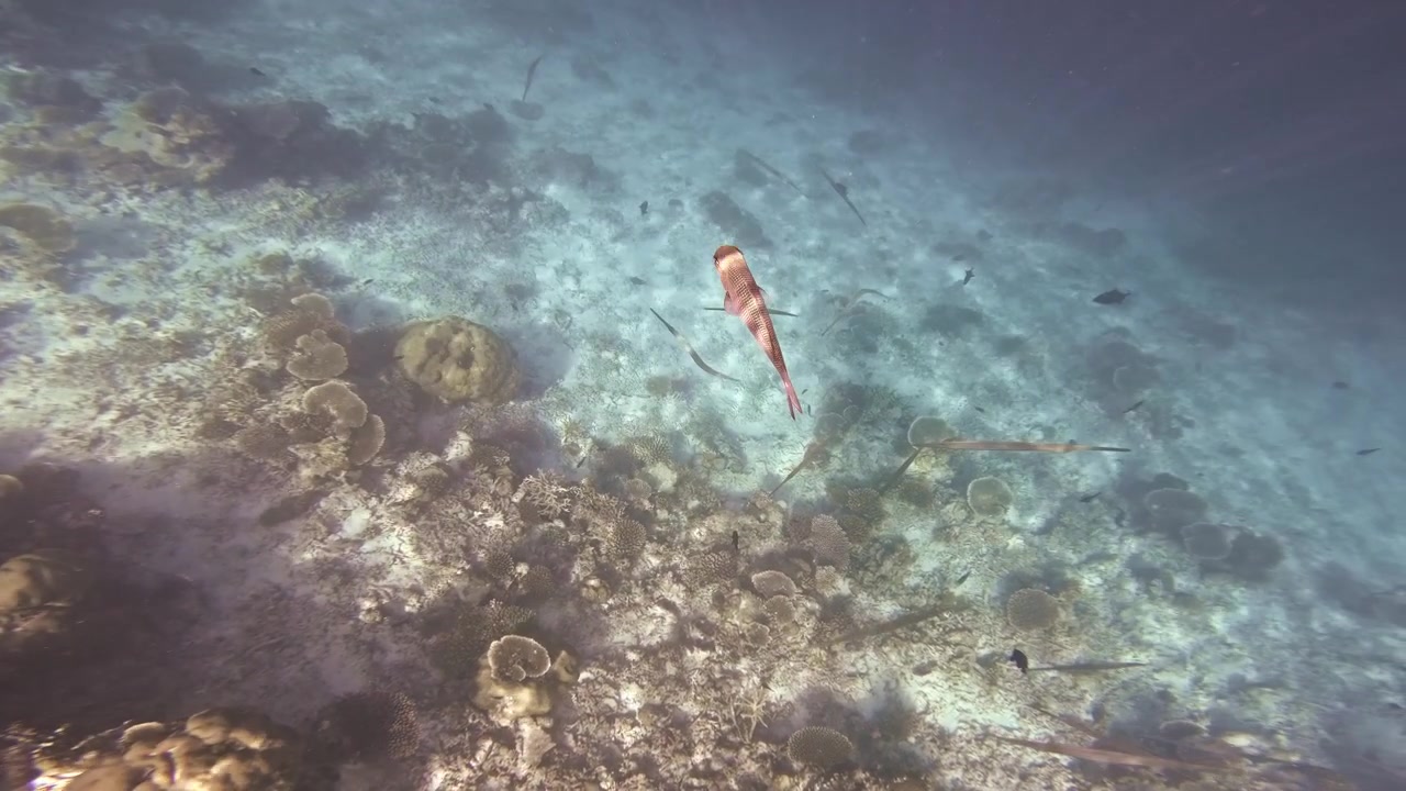 Undervandsudsigt oppefra af en rød trompetfisk, der glider over et solbeskinnet tropisk koralrev, omgivet af slanke fisk i klart blåt lavt vand