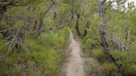 Handheld-Footage-along-the-Dave's-Creek-Circuit-walk-in-Lamington-National-Park,-Gold-Coast-Hinterland,-Australia