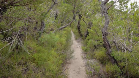 imágenes portátiles a lo largo del circuito de dave's creek en el parque nacional de lamington, el interior de la costa de oro, australia