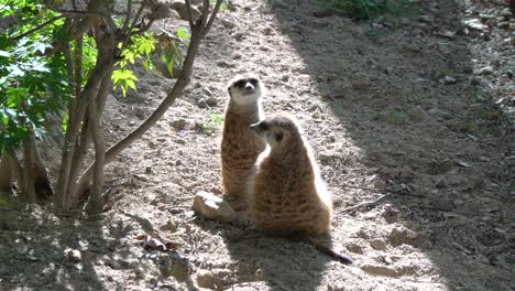 Suricatos-Tomando-El-Sol-Mientras-Miran-A-Su-Alrededor---Zoológico-Infantil-Del-Gran-Parque-De-Seúl-En-Gwacheon,-Seúl,-Corea-Del-Sur