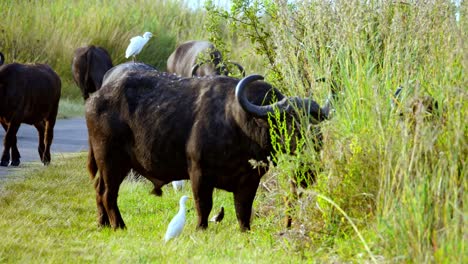 El-Búfalo-Africano-Y-La-Garcilla-Bueyera-Blanca-Cohabitan-En-Sudáfrica