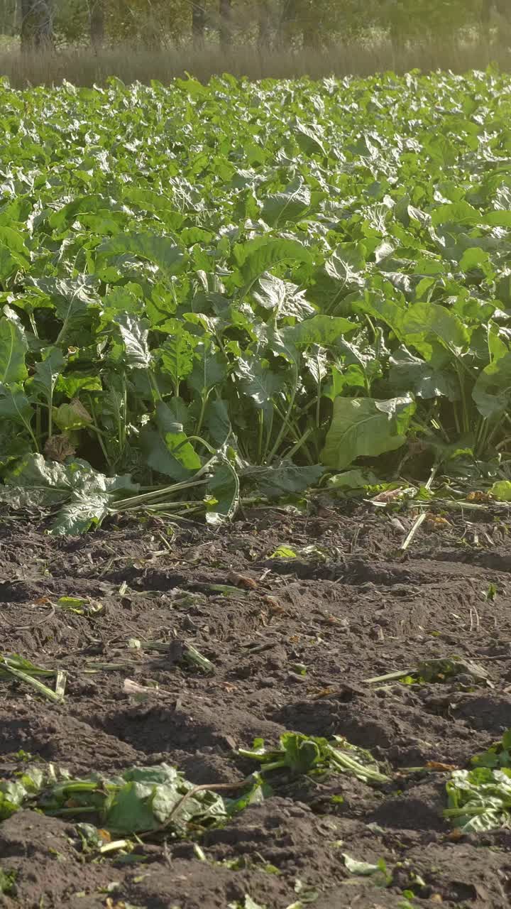 Agricultural machinery tilling soil with vibrant green plants in a sunlit field environment