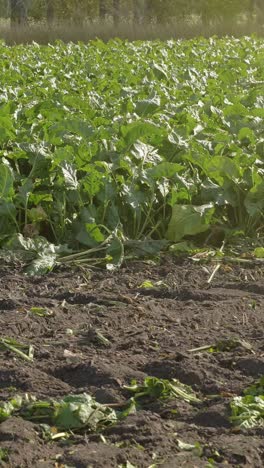 agricultural machinery tilling soil with vibrant green plants in a sunlit field environment