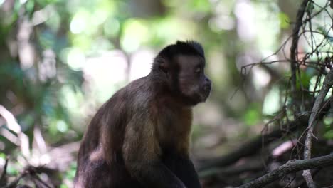 Capuchin-Monkey-in-jungle-eating