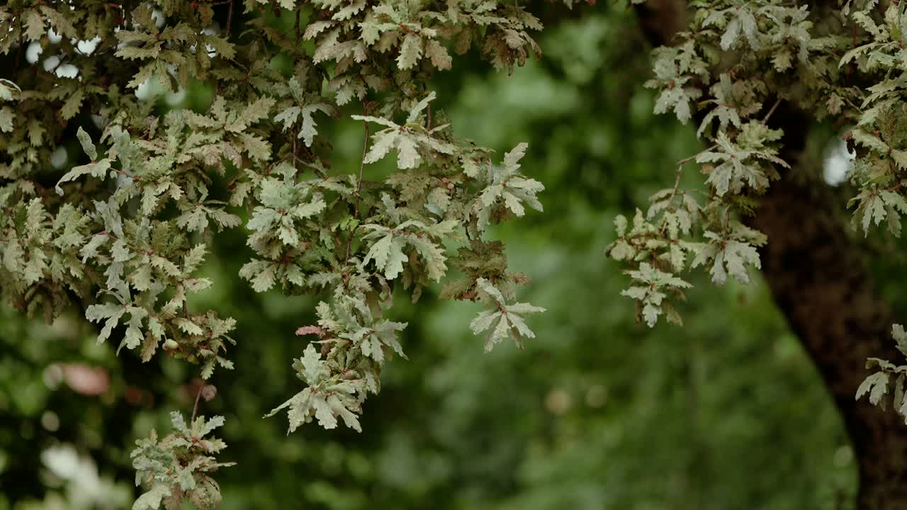 Detailed view of oak tree leaves in lush greenery
