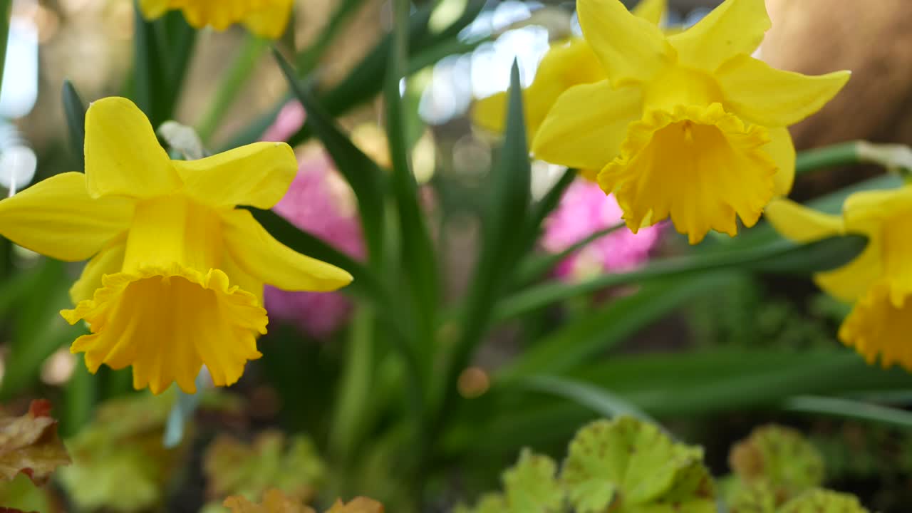 Yellow narcissus flower, California USA. Daffodil floret springtime bloom, morning forest atmosphere, delicate botanical floral blossom. Spring freshness wildflower in wood. Seamless loop cinemagraph