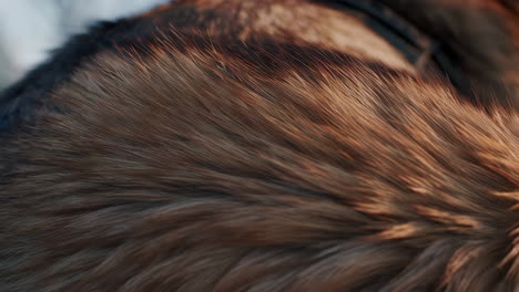 close-up of animal fur