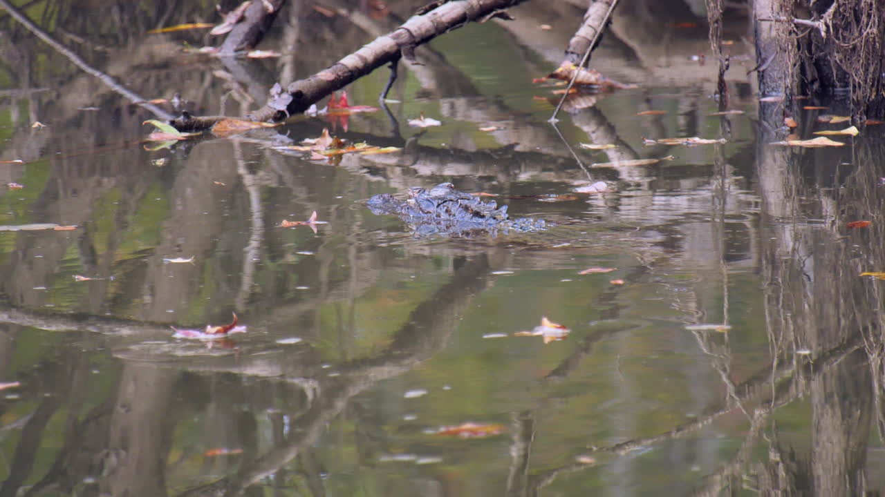물 속 에 수영 하고 있는 악어 와 그 주위 에 떠 있는 가을 잎