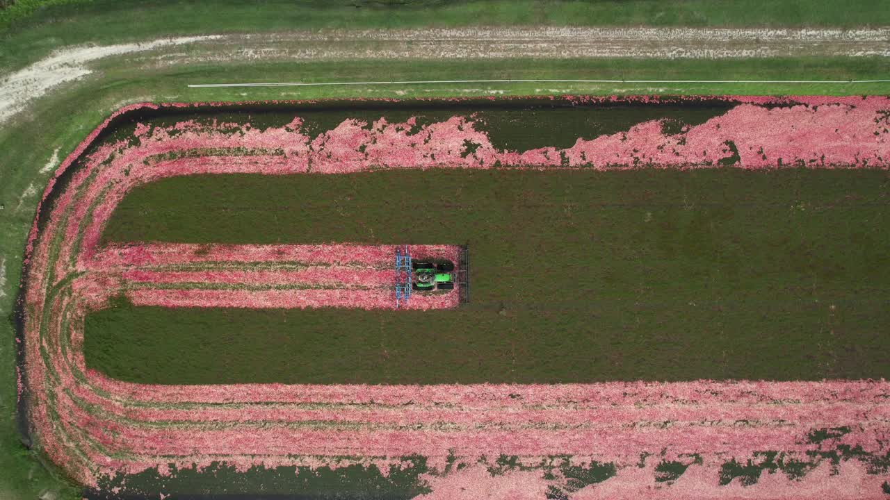 A harrow tractor slowly works its way through a cranberry bog gently knocking cranberries off their vine allowing their buoyancy to float them to the water's surface
