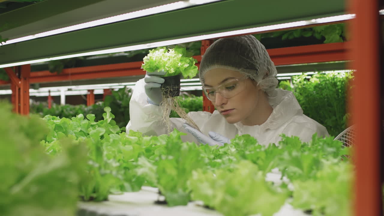 Female Agronomist At Vertical Farm