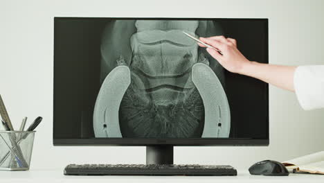 horse knee x-ray examination